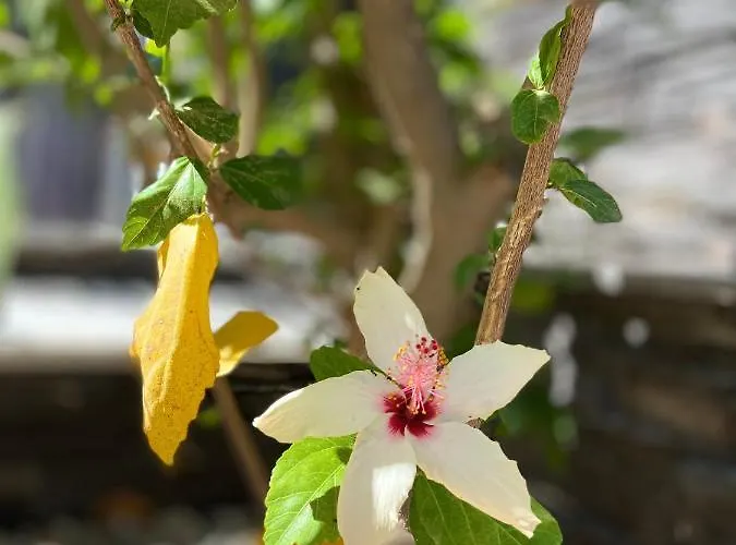 Defne Selimiye Apartamento *