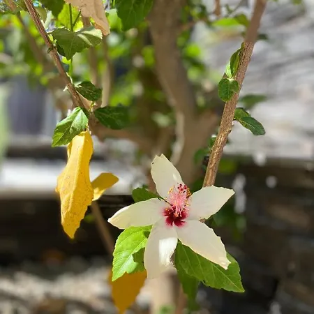 Defne Selimiye 公寓 *